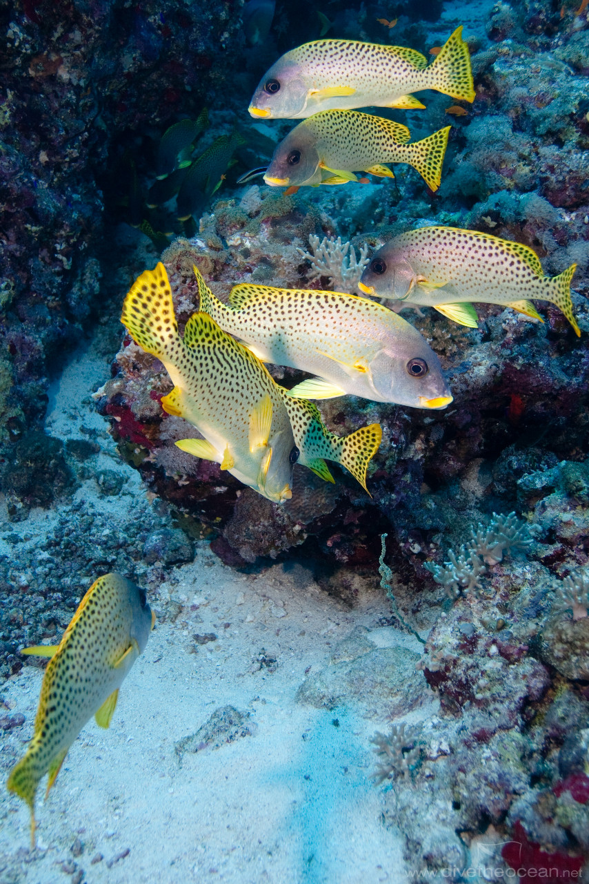 Blackspotted sweetlips (Plectorhinchus gaterinus)