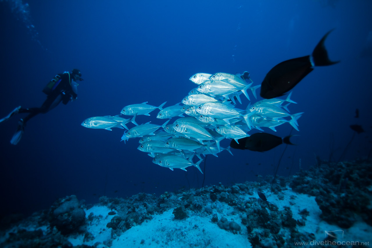 Bigeye trevally (Caranx sexfasciatus)