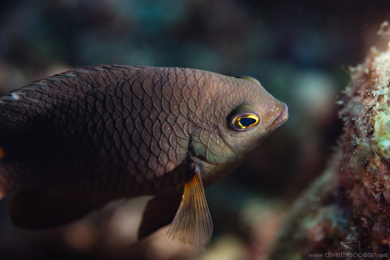 Slender damself (Pomacentrus leptus)