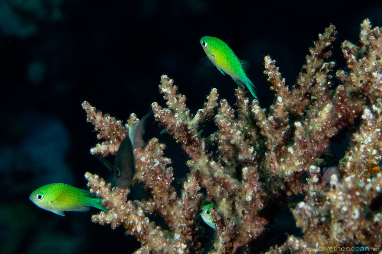 Bluegreen puller (Chromis viridis)