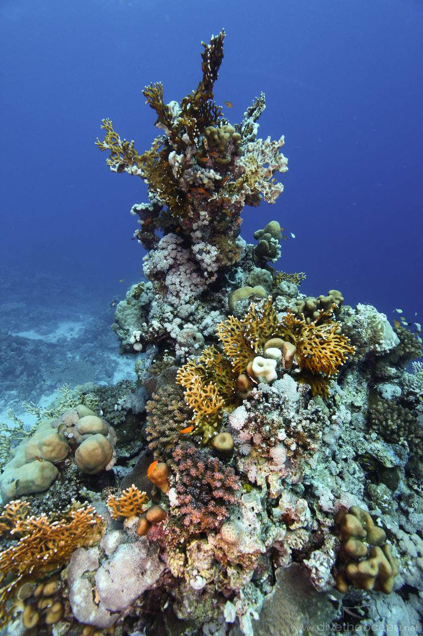 Hard coral sculpture