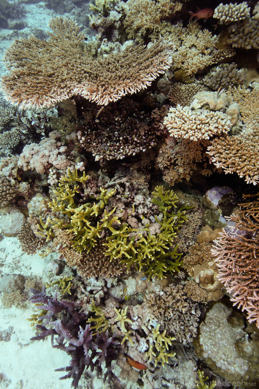Various hard coral near Blue Bell wreck