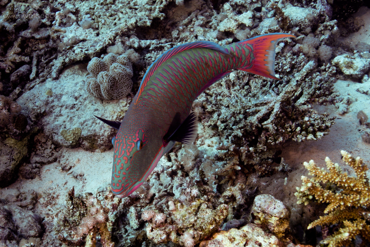 Bicolor parrofish (Cetoscarus bicolor)