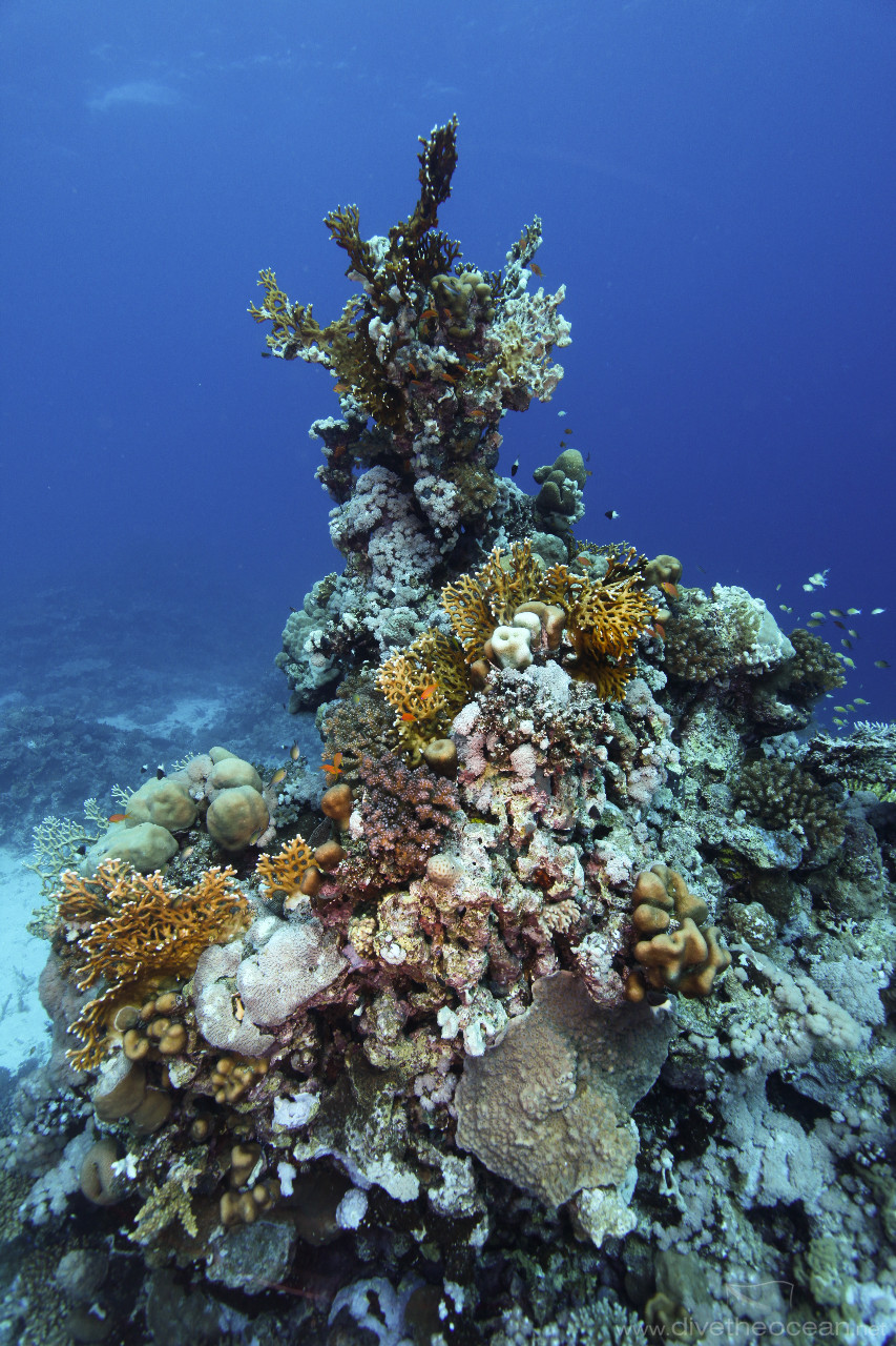 Hard coral sculpture