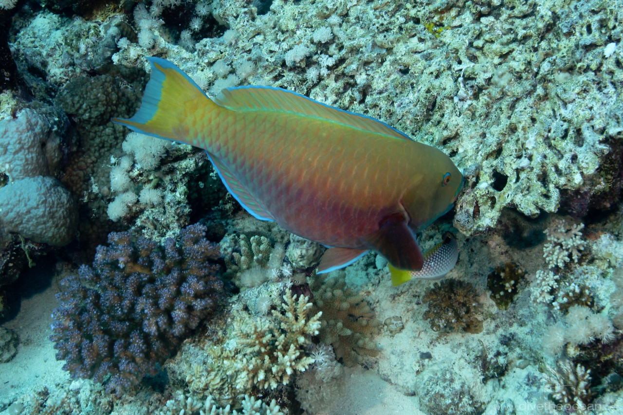 Rusty parrotfish (Scarus ferrugineus)