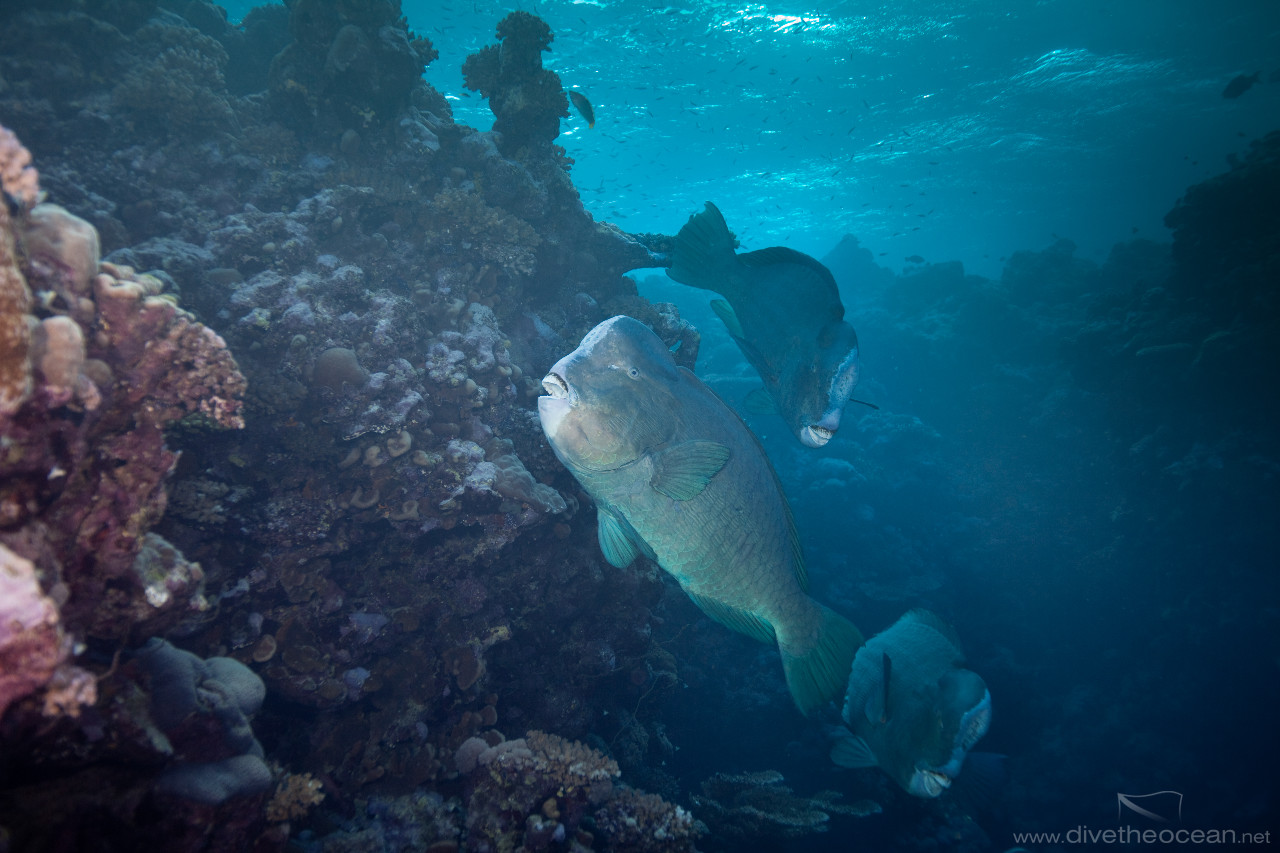 Group of Humphead parrotfish (Bolbometopon muricatum)