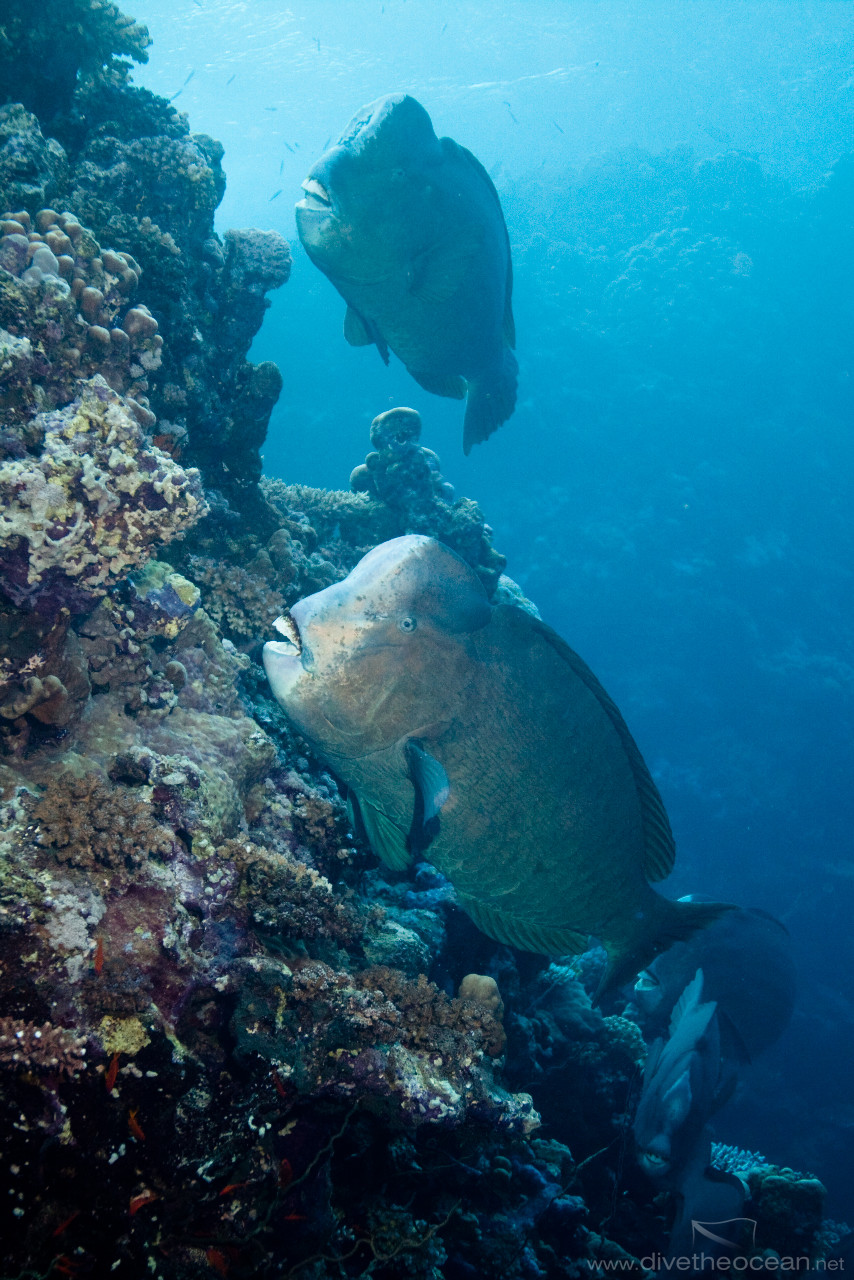 Group of Humphead parrotfish (Bolbometopon muricatum)