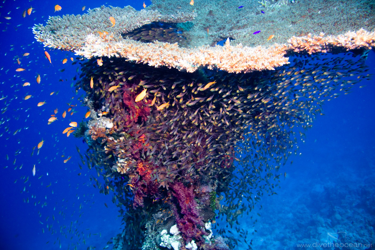 Huge table coral & school of glass fish