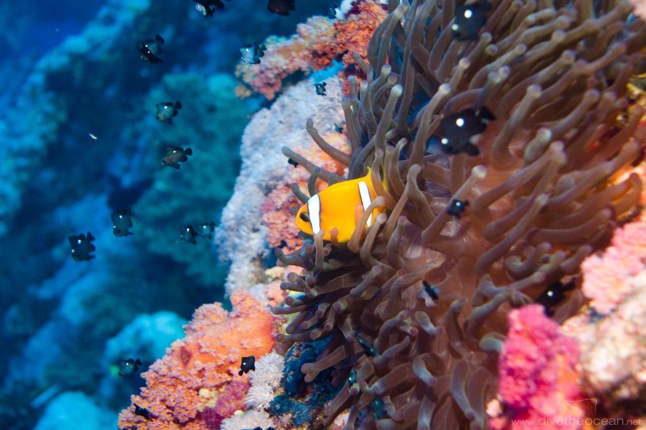 Red Sea anemonefish (Amphiprion bicinctus) & Three-spot damsel (Dascyllus trimaculatus)