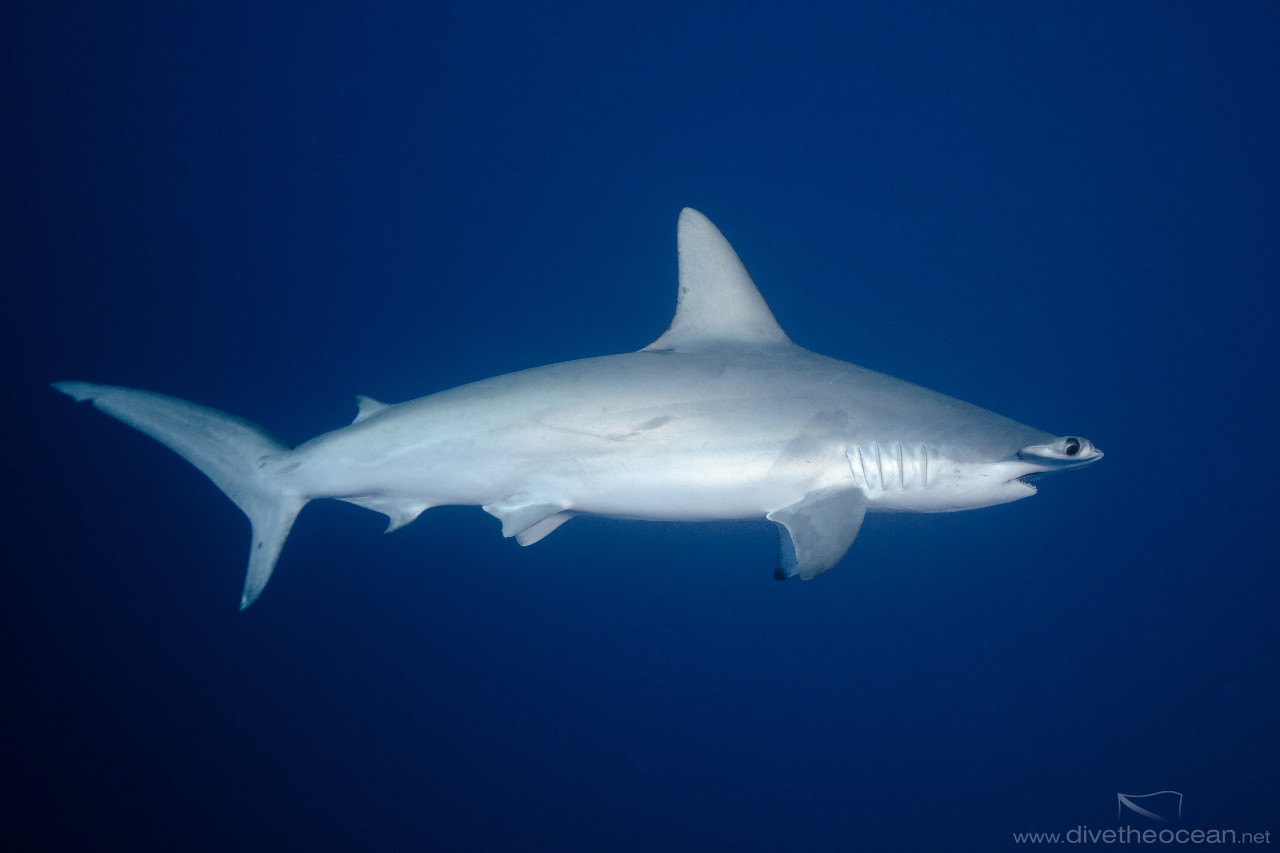 Hammerhead Shark (Sphyrna lewini)