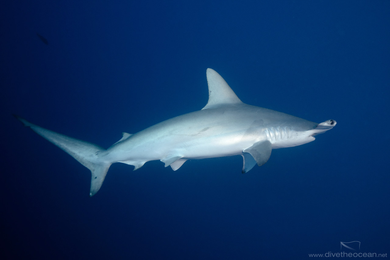 Hammerhead Shark (Sphyrna lewini)