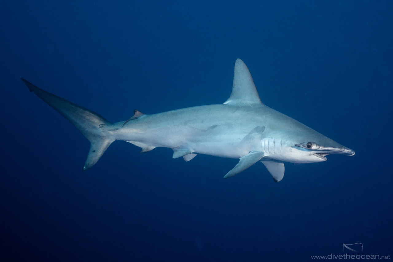 Hammerhead Shark (Sphyrna lewini)