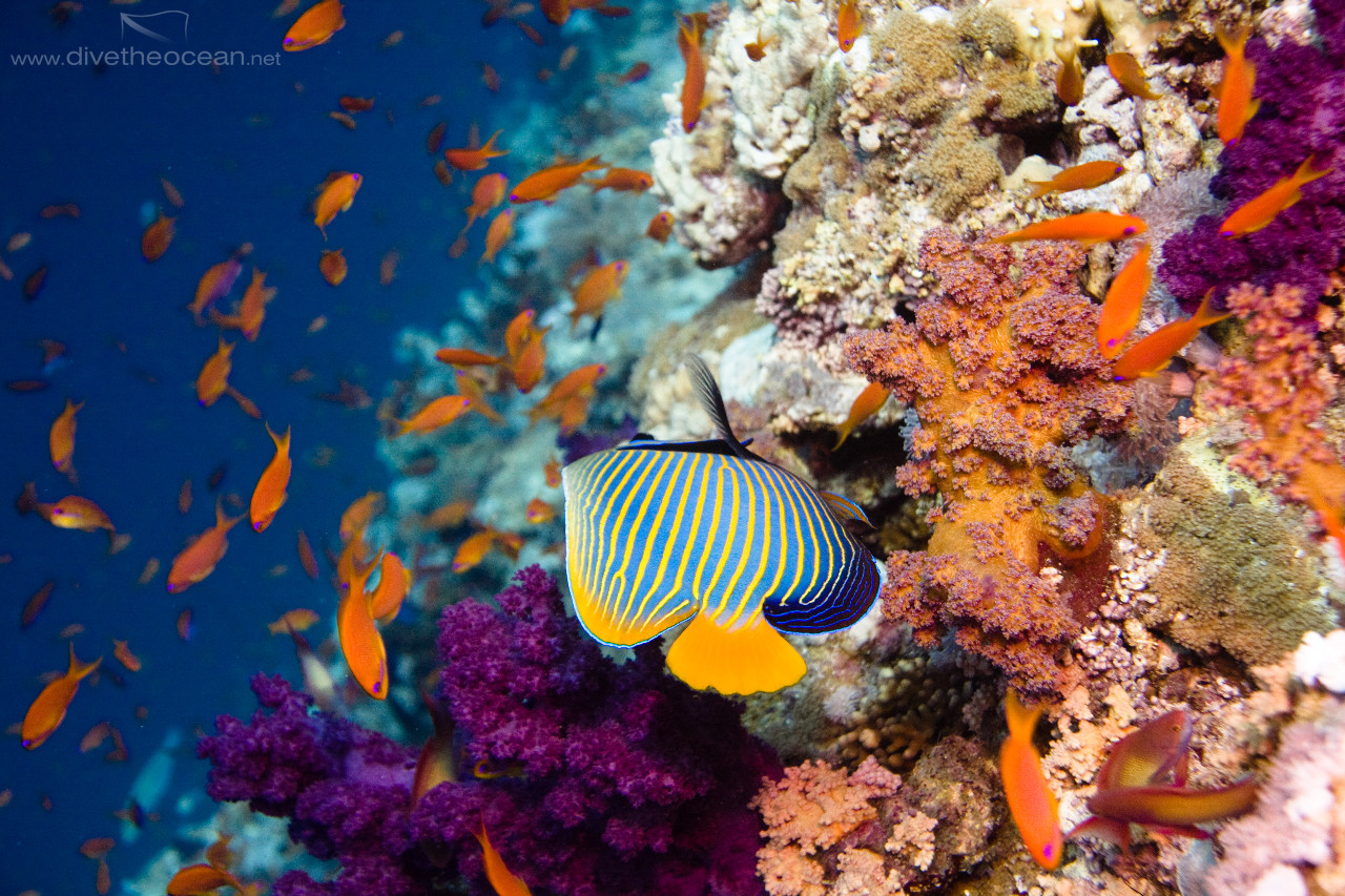 Emperor angelfish (Pomacanthus imperator) & Jewel fairy basslet