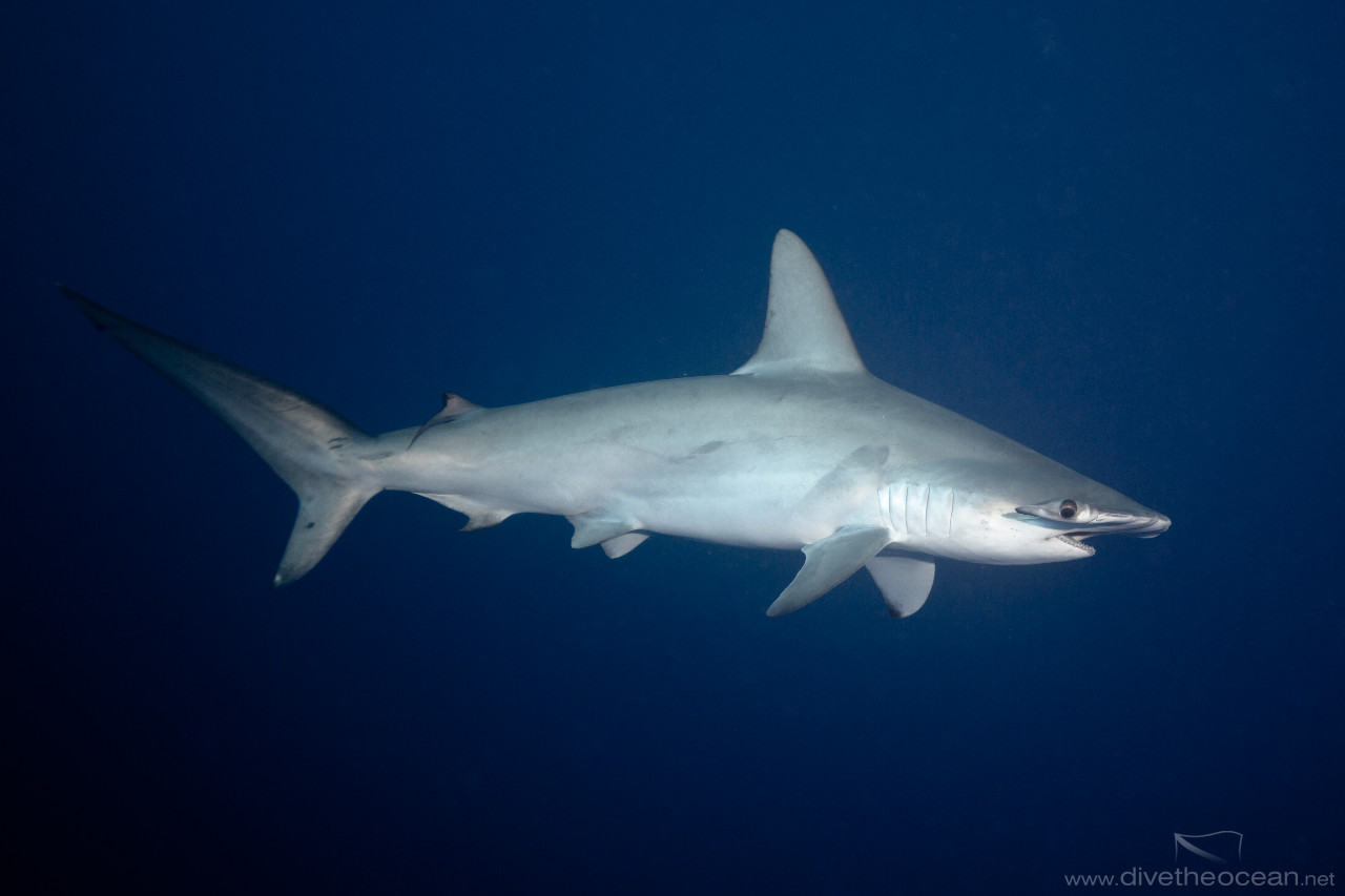 Hammerhead Shark