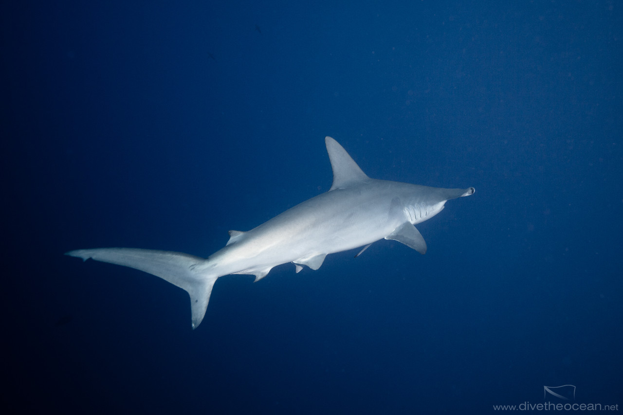 Hammerhead Shark