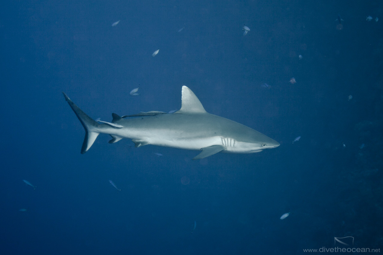 Grey Reef Shark