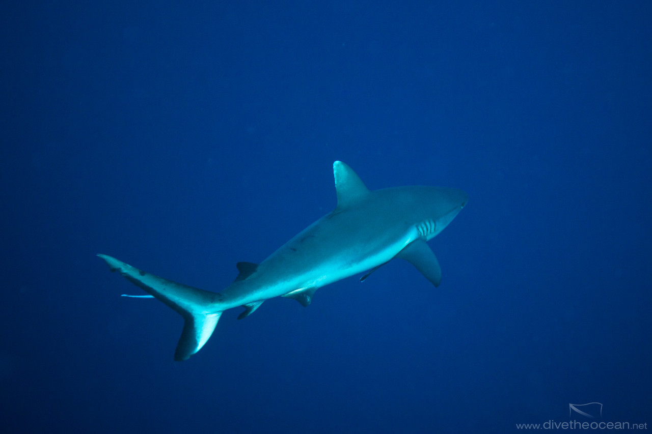 Grey Reef Shark