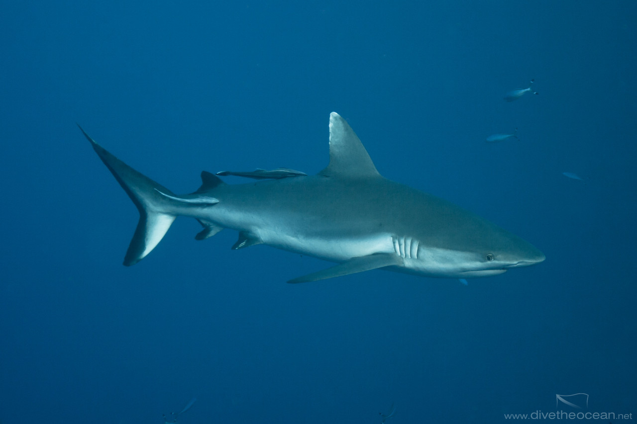 Grey Reef Shark