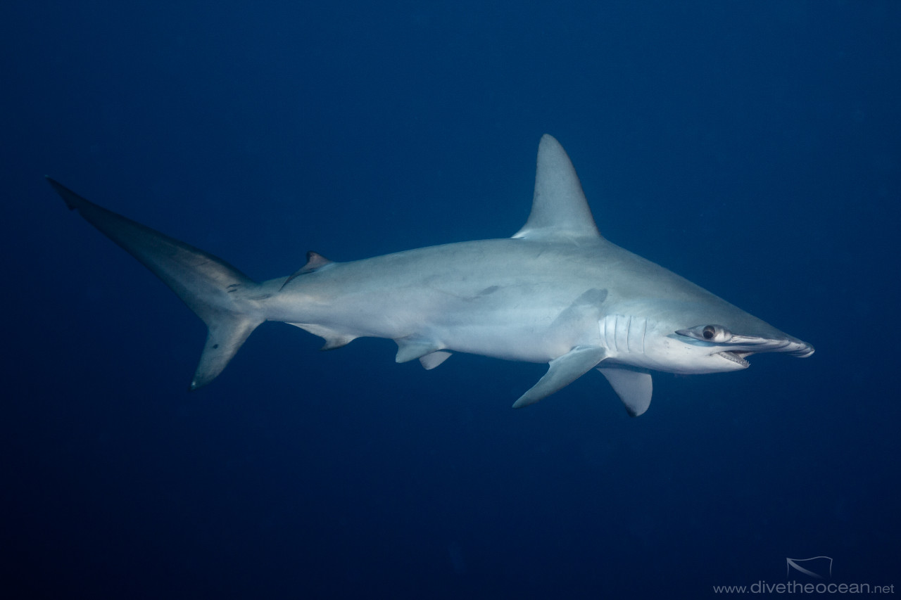 Hammerhead Shark