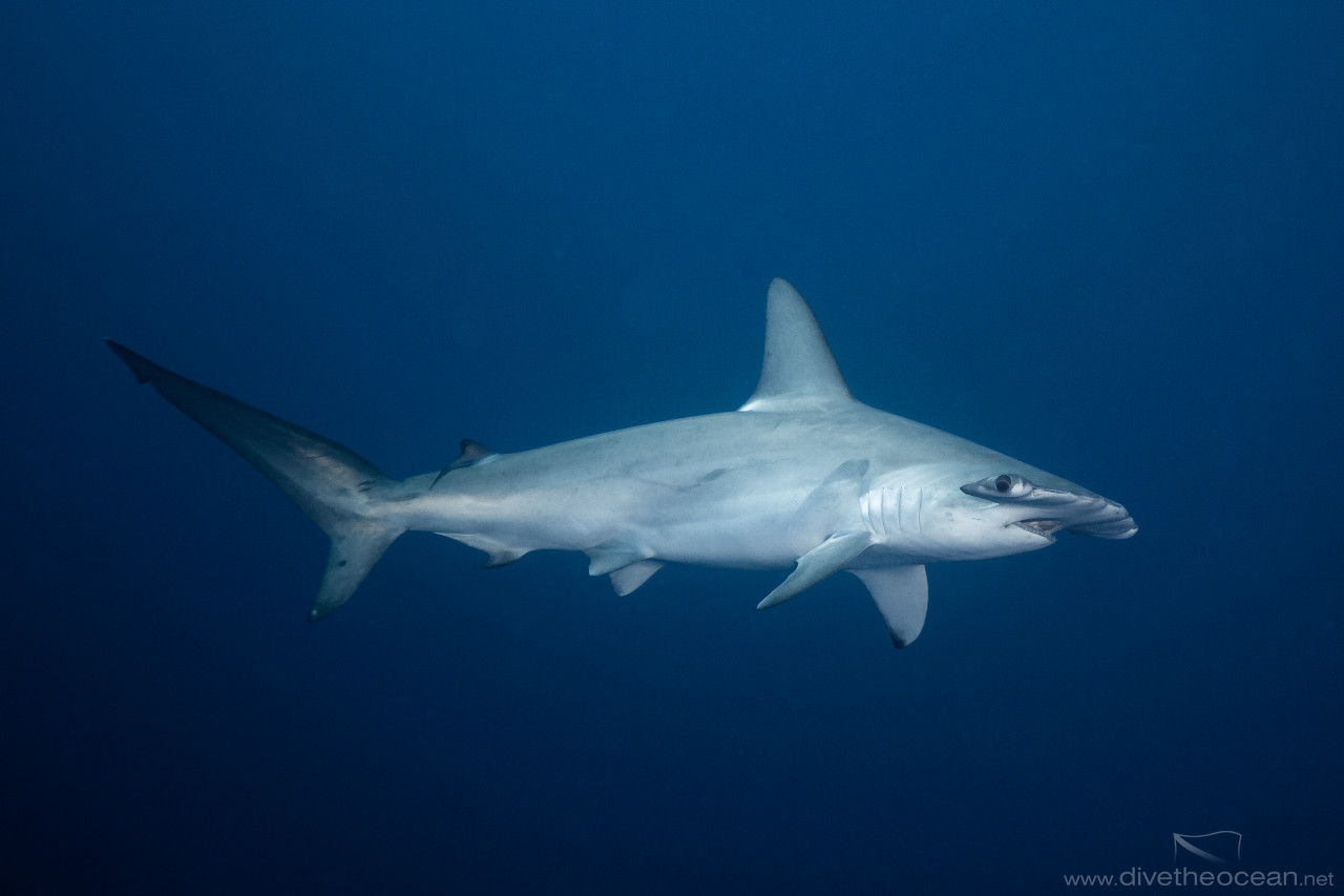 Hammerhead Shark