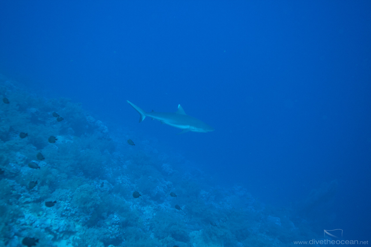 Grey Reef Shark