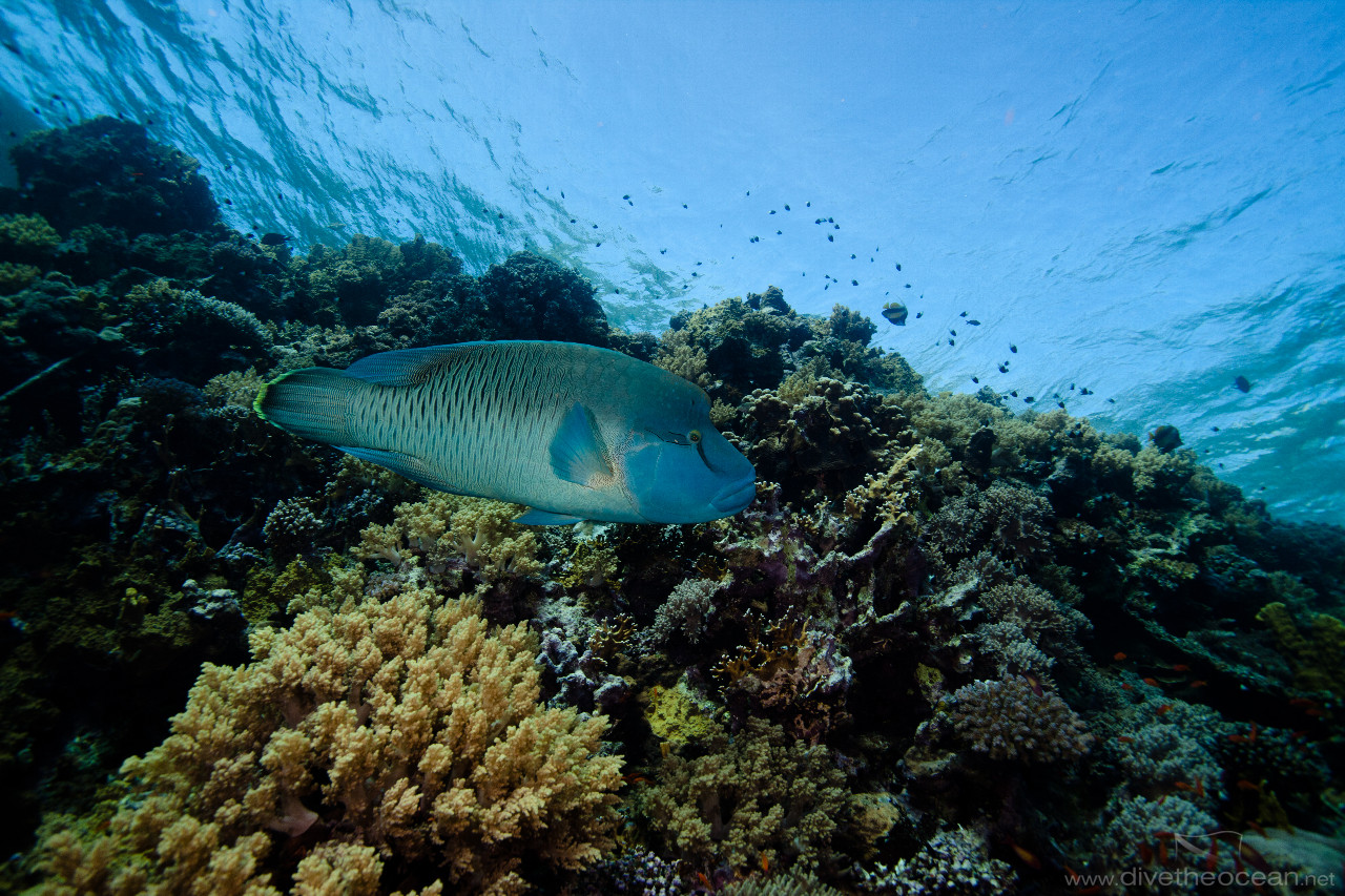 Humphead wrasse (Cheilinus undulatus)