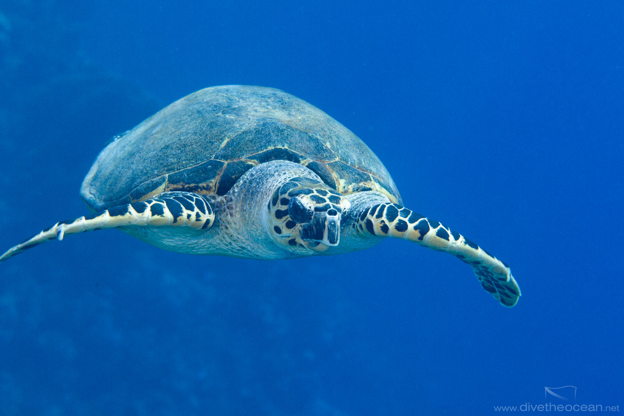 Hawksbill sea turtle (Eretmochelys imbricata)