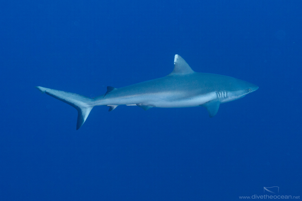 Grey reef shark (Carcharhinus amblyrhynchos)