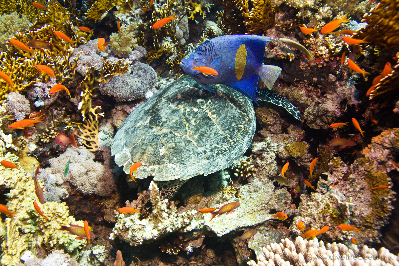 Hawksbill sea turtle (Eretmochelys imbricata) & Arabian angelfish (Pomacanthus maculosus)