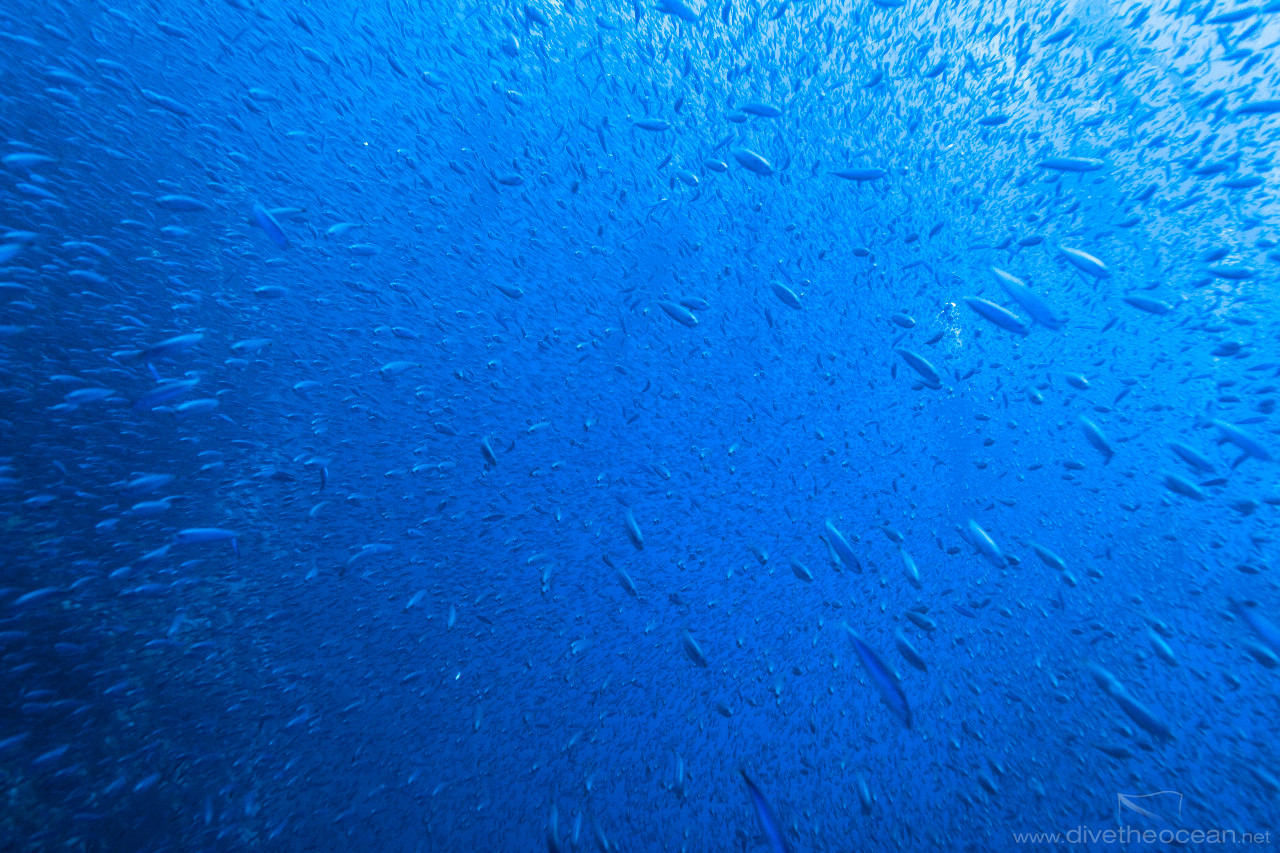 Cauliflower jellyfish (Cephea cephea)