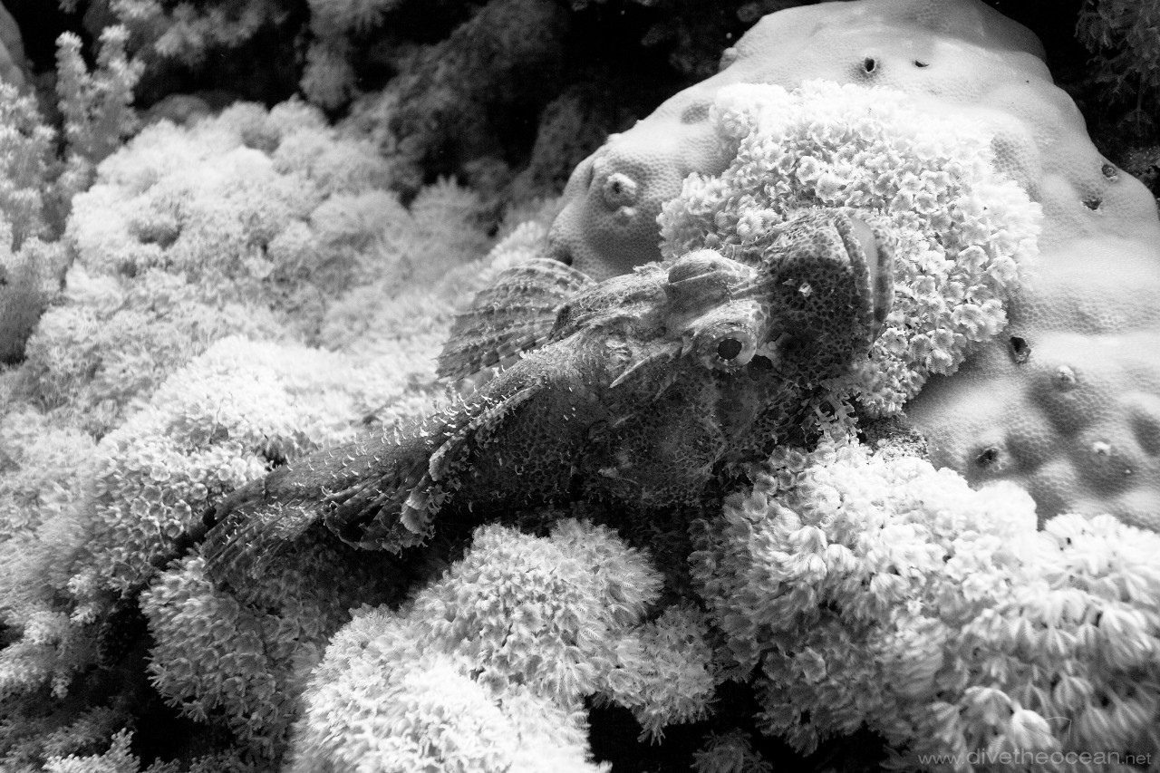 Flathead scorpionfish (Scorpaenopsis oxycephala)