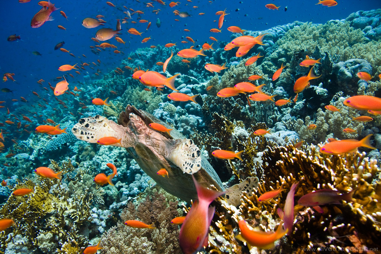 Hawksbill sea turtle (Eretmochelys imbricata) in coral garden