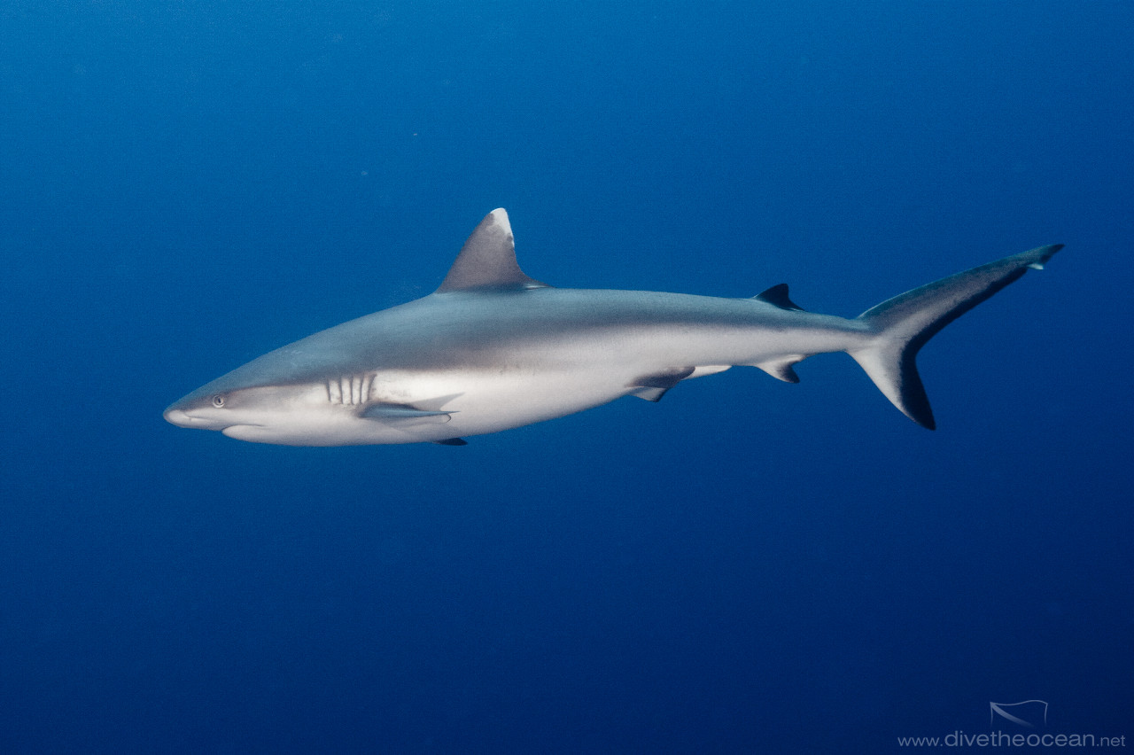 Grey reef shark (Carcharhinus amblyrhynchos)