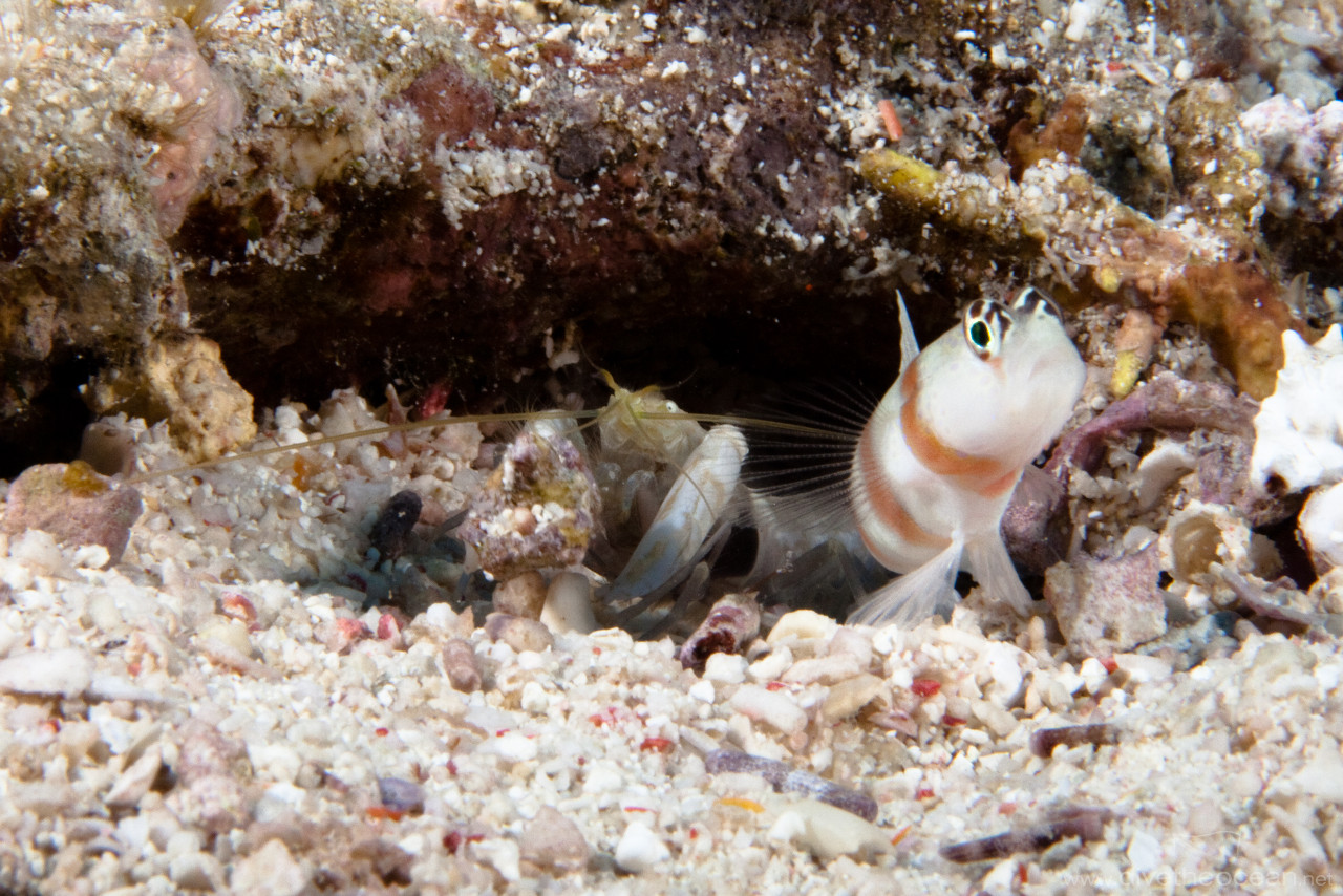 Steinitz shrimpgoby (Amblyeleotoris steinitzi) & Alpheus