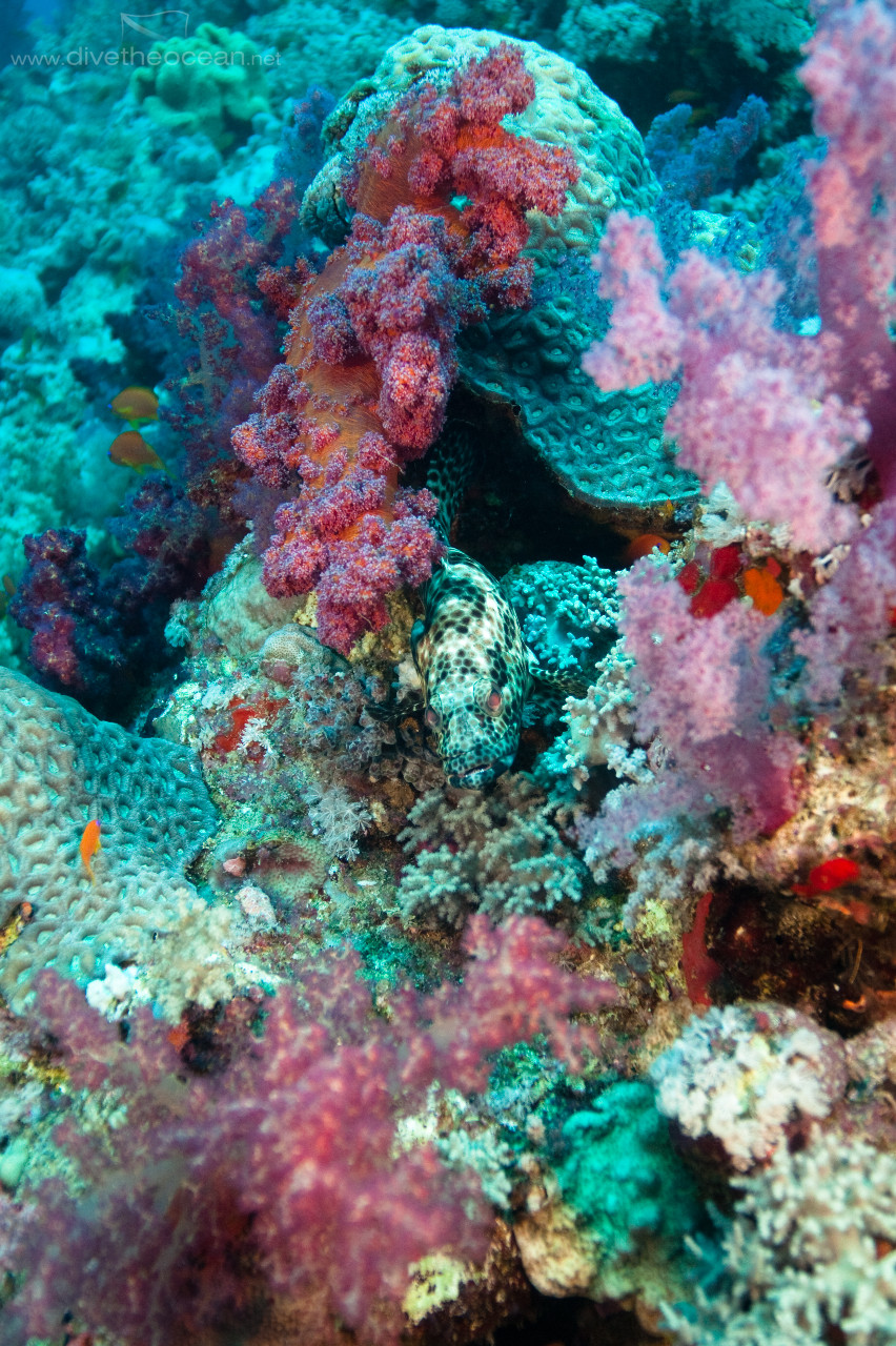 Greasy grouper (Epinephelus tauvina)