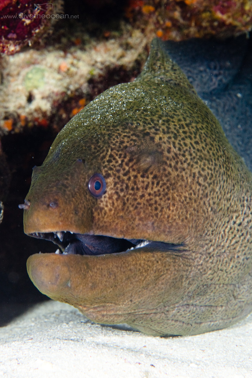 Giant Moray (Gymnothorax javanicus) in the night