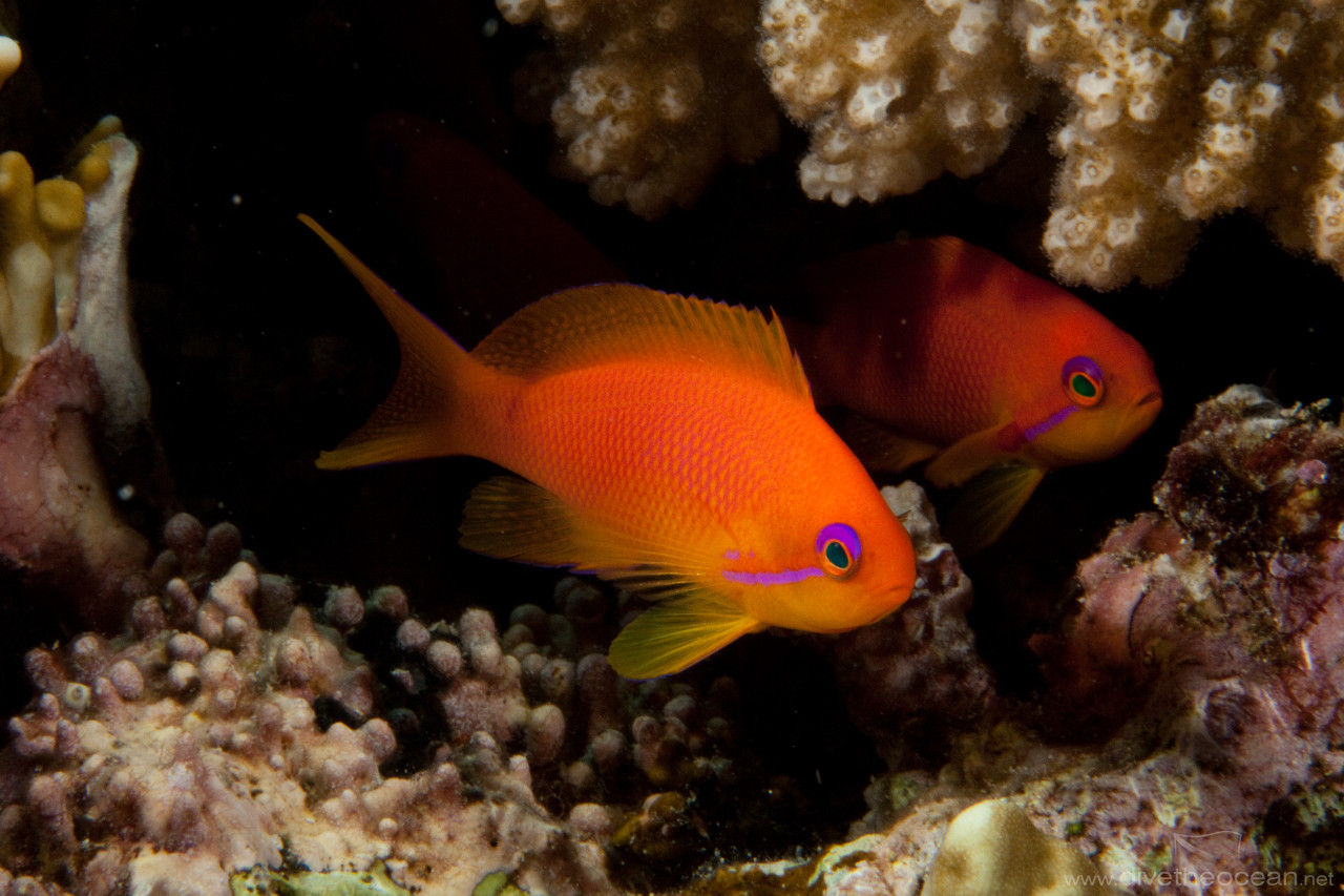 Jewel fairy basslet (Pseudanthias squamipinnis)