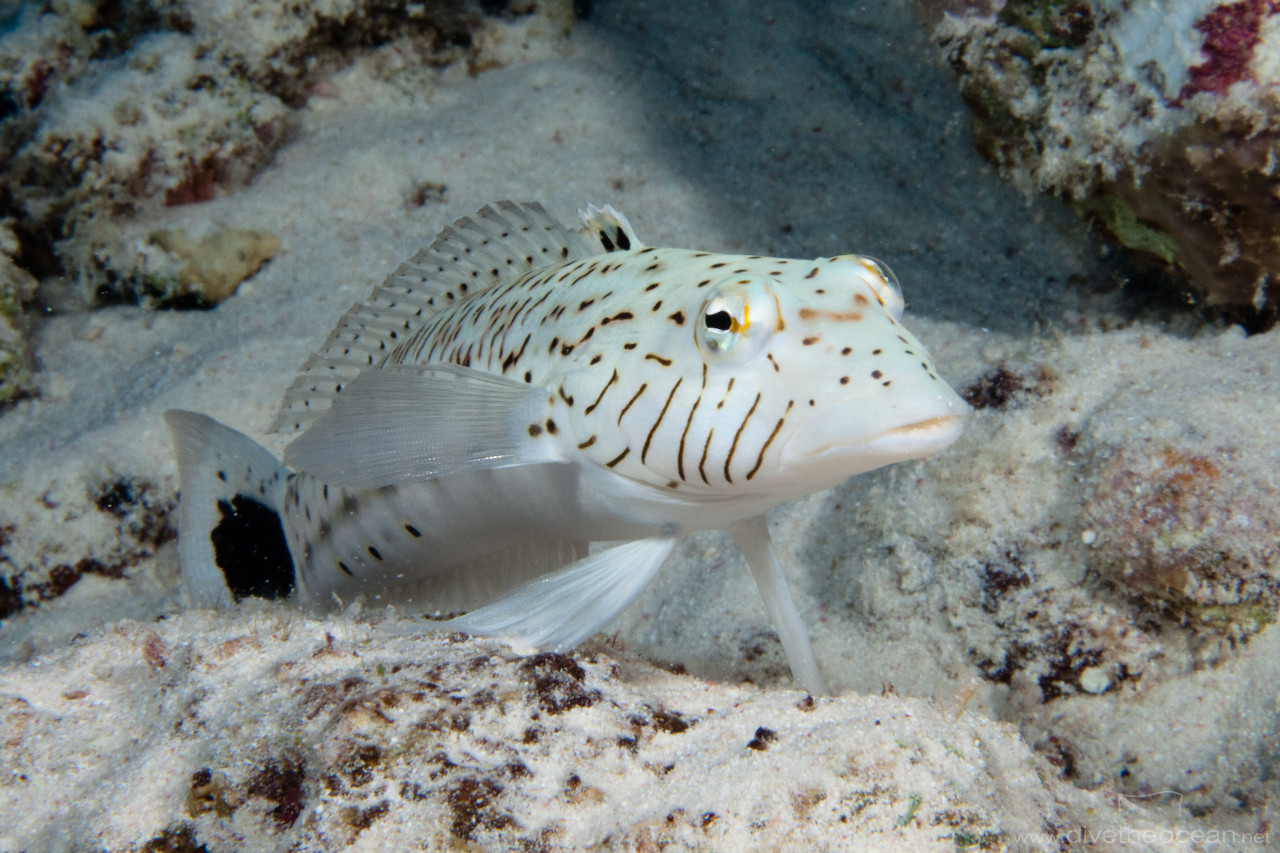 Speckled sandperch (Parapecis hexophthalama)