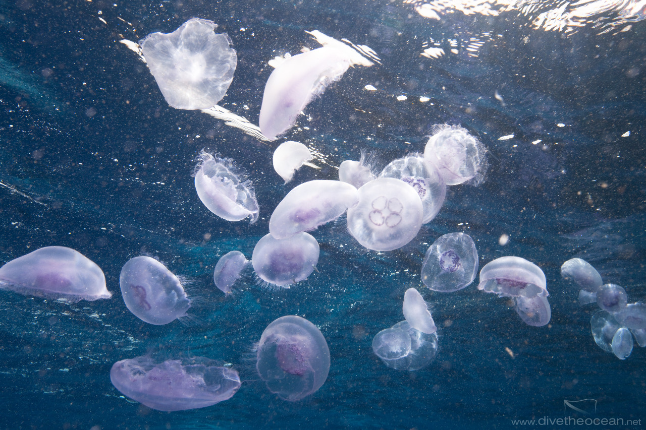 Moon jellyfish (Aurelia)