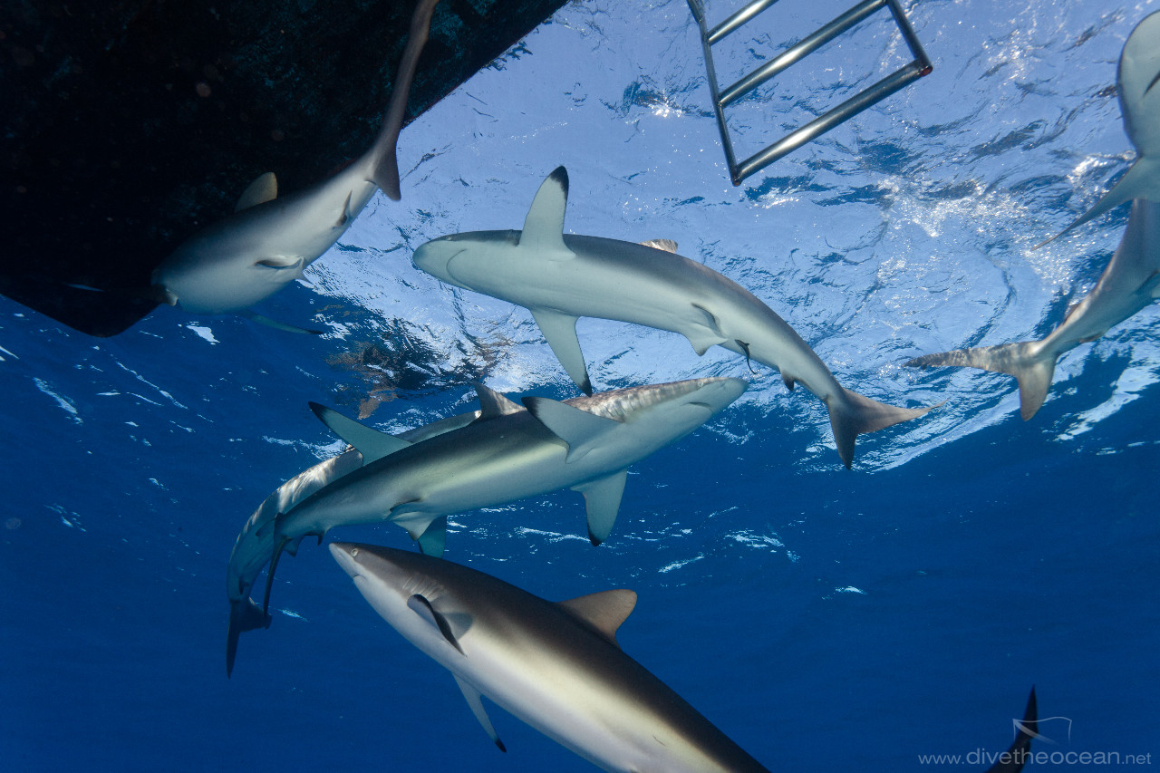 Silky Sharks under the boat