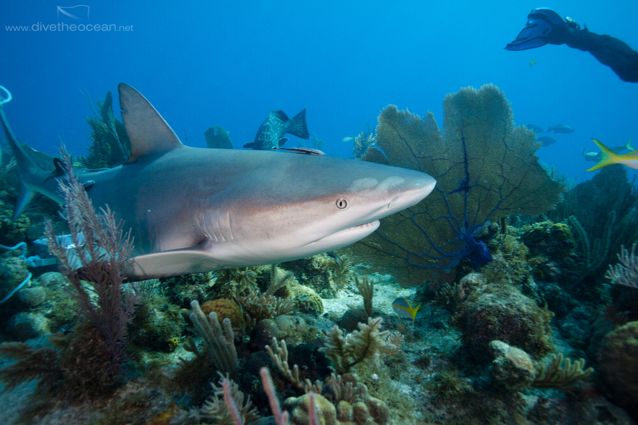 Ceribbean Shark