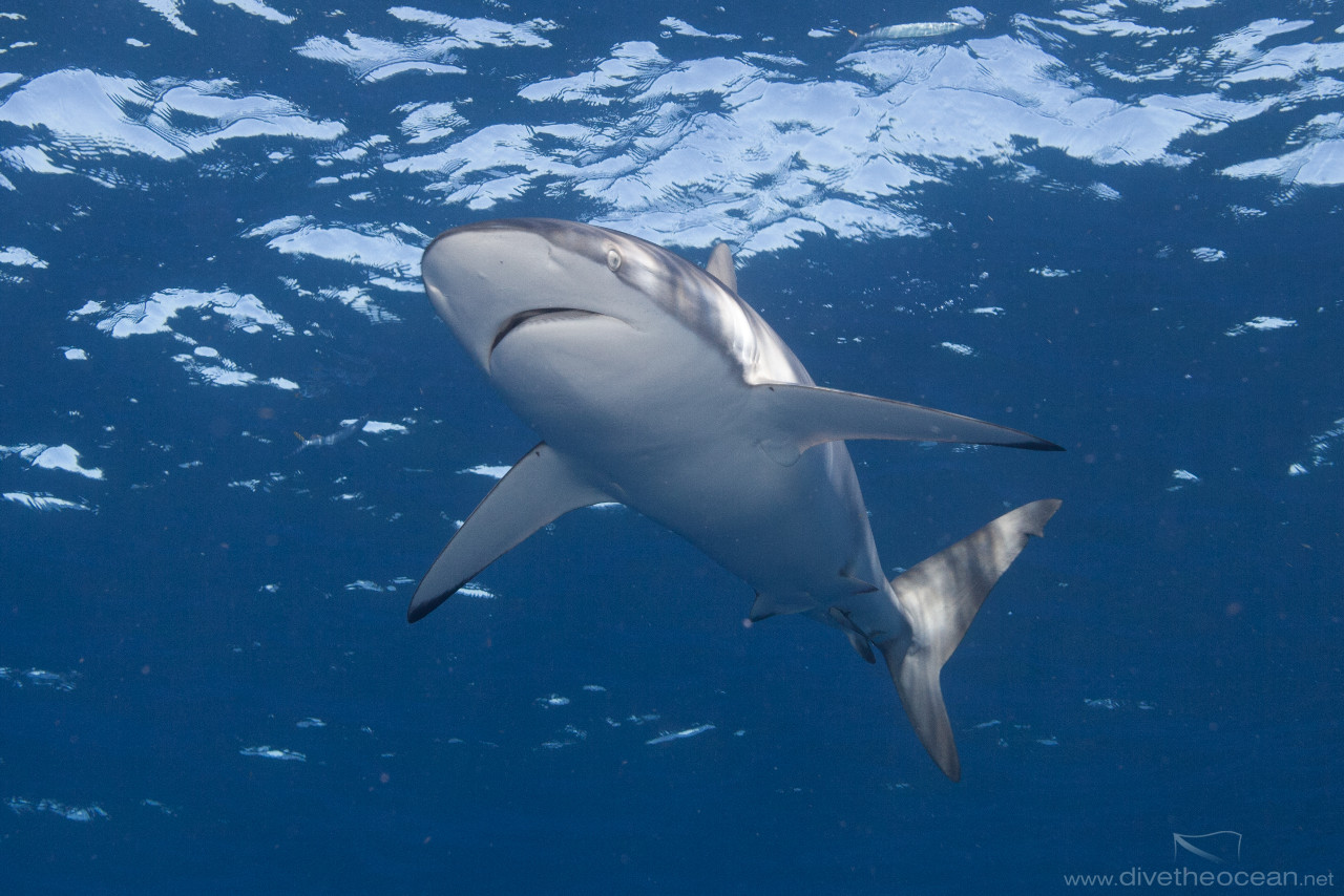 Silky shark