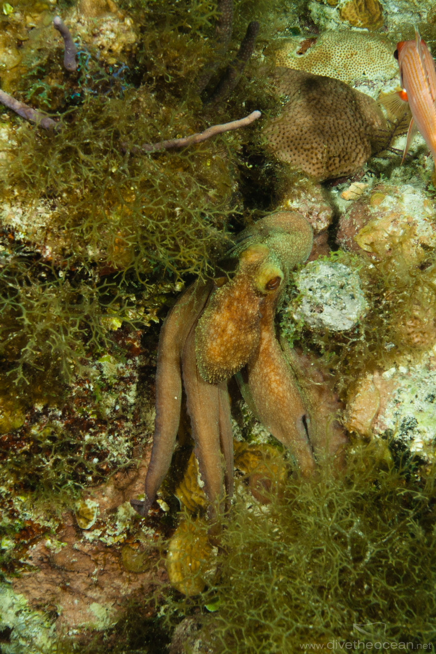 Caribbean Octopus