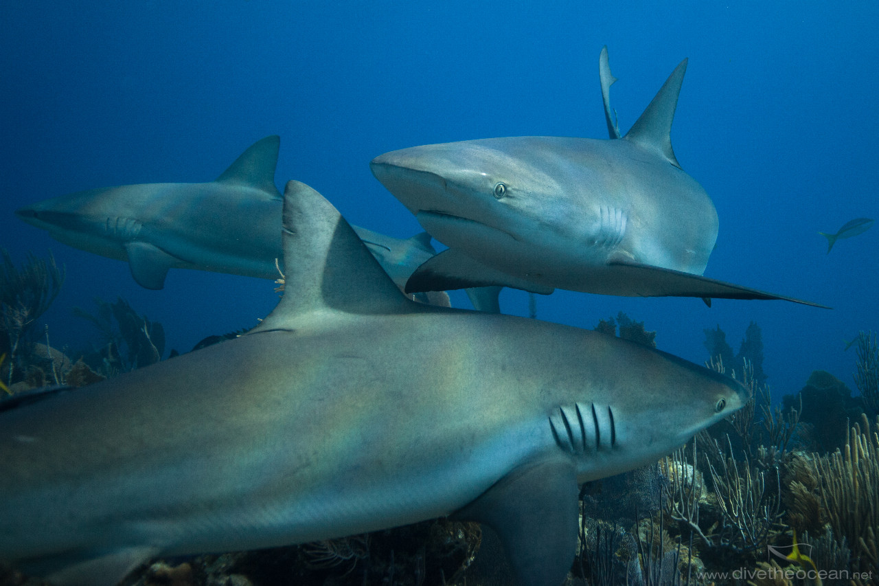 Ceribbean Shark close up