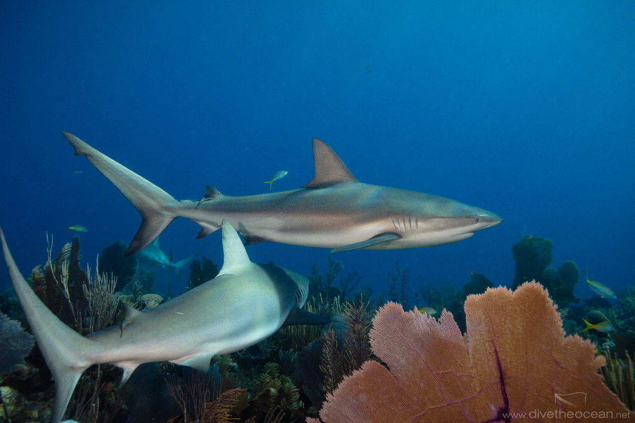 Caribbean Sharks (Carcharhinus perezii)