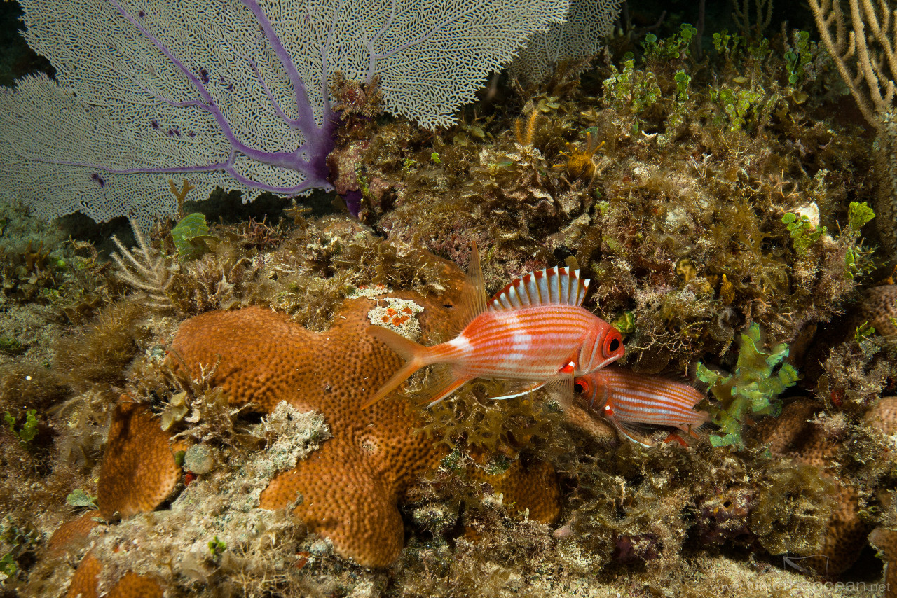 Caribbean reef, Hickson's fan coral (Subergorgia hicksoni)