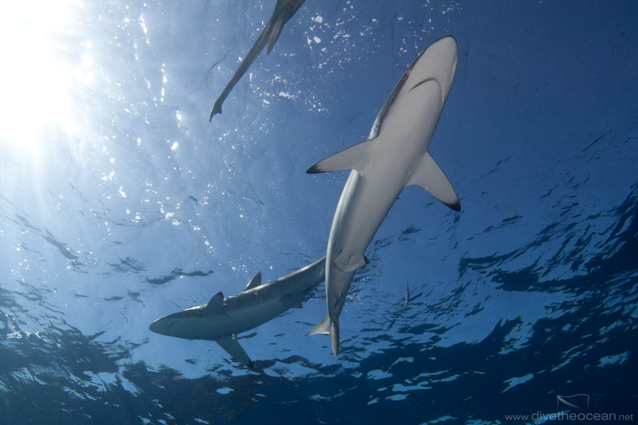 Silky sharks, (Carcharhinus falciformis)