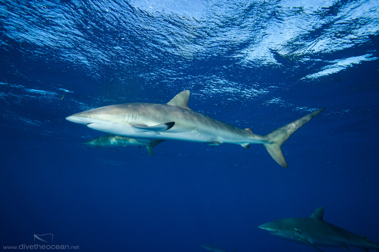 Silky sharks, (Carcharhinus falciformis)