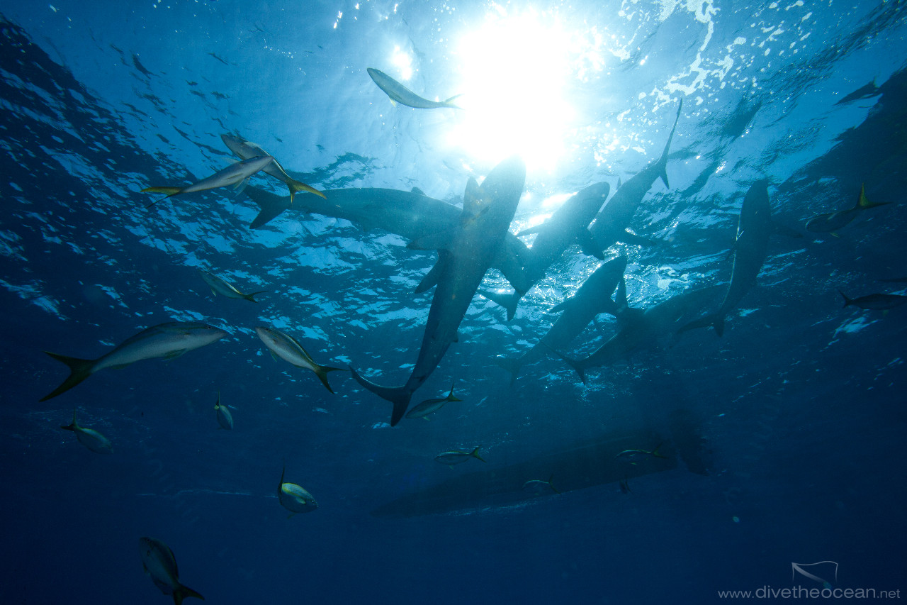 Silky sharks, (Carcharhinus falciformis)