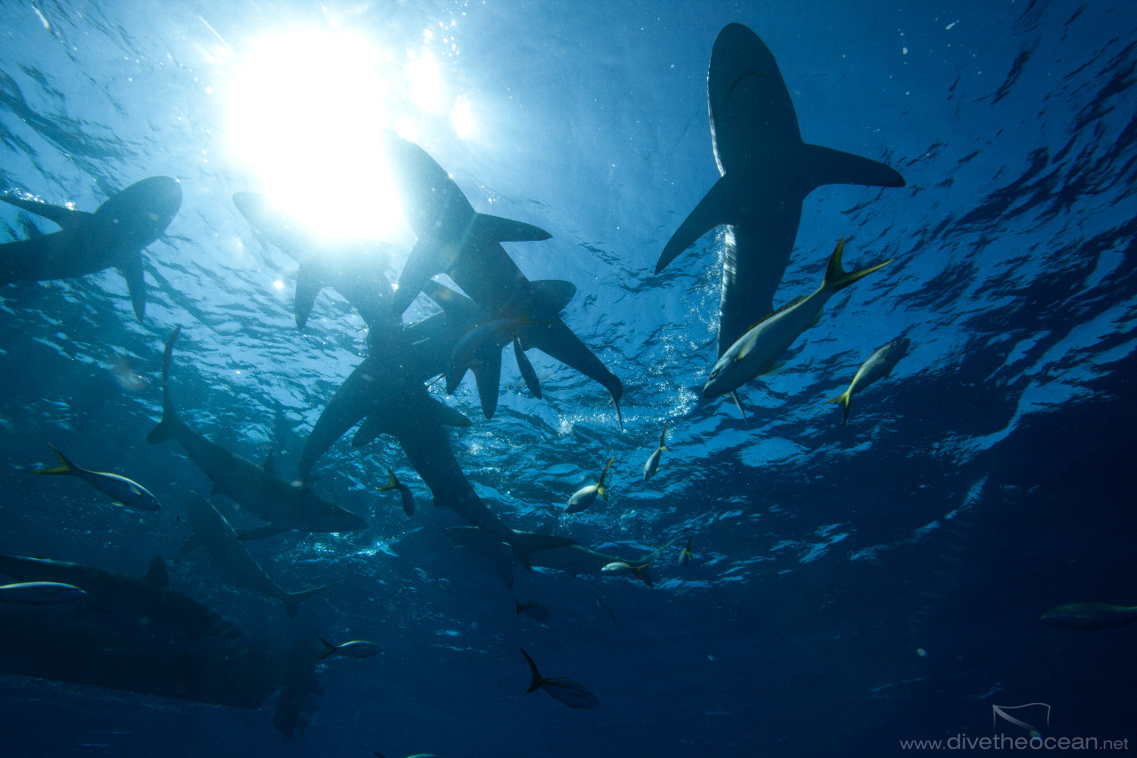 Silky sharks, (Carcharhinus falciformis)